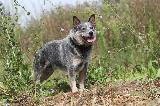 BOUVIER AUSTRALIEN - CATTLE DOG